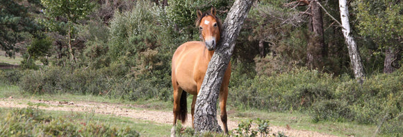 Horse itching its neck on a tree trunk