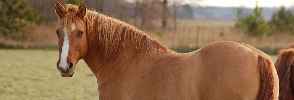 Equine Metabolic Syndrome