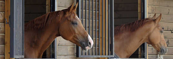Two chestnut horses looking out over stall doors.