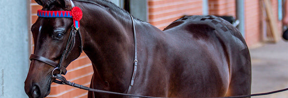 Shiny show horse ready to go in the arena.